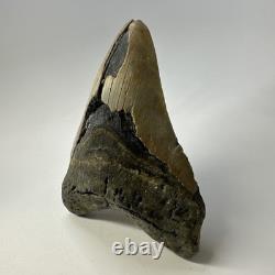 Megalodon Shark Tooth 5.57 Inch Huge Authentic Fossil Natural Teeth 20137