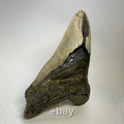 Megalodon Shark Tooth 5.57 Inch Huge Authentic Fossil Natural Teeth 20137