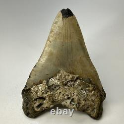 Megalodon Shark Tooth 5.57 Inch Huge Authentic Fossil Natural Teeth 20137