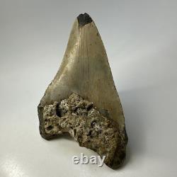 Megalodon Shark Tooth 5.57 Inch Huge Authentic Fossil Natural Teeth 20137