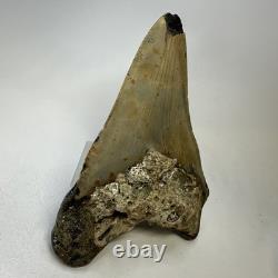 Megalodon Shark Tooth 5.57 Inch Huge Authentic Fossil Natural Teeth 20137