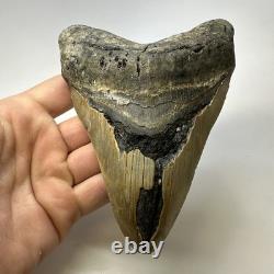 Megalodon Shark Tooth 5.57 Inch Huge Authentic Fossil Natural Teeth 20137