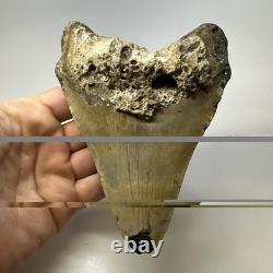 Megalodon Shark Tooth 5.57 Inch Huge Authentic Fossil Natural Teeth 20137