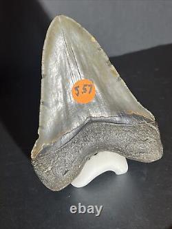 Megalodon Shark Tooth 5.57 Shark Teeth 100% Real Fossil Meglodon #0014