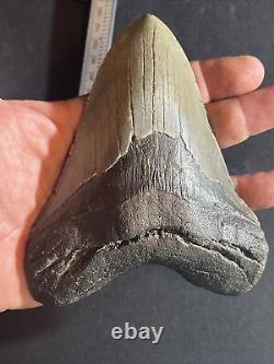 Megalodon Shark Tooth 5.57 Shark Teeth 100% Real Fossil Meglodon #0014