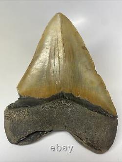 Megalodon Shark Tooth 5.58 Beautiful Huge Fossil Real 11107