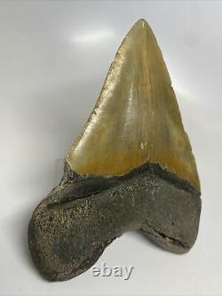 Megalodon Shark Tooth 5.58 Beautiful Huge Fossil Real 11107