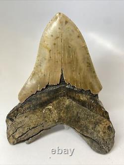 Megalodon Shark Tooth 5.58 Huge Authentic Fossil Carolina 13971
