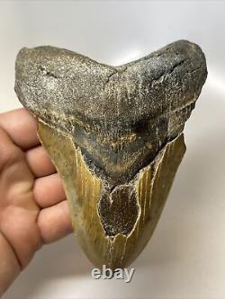 Megalodon Shark Tooth 5.58 Huge Authentic Fossil Carolina 13971