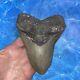 Megalodon Shark Tooth 5.58'' Huge Teeth Meg Scuba Diver Direct Fossil Nc 8924