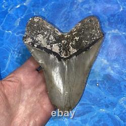 Megalodon Shark Tooth 5.58'' Huge Teeth Meg Scuba Diver Direct Fossil Nc 8924