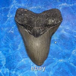 Megalodon Shark Tooth 5.58'' Huge Teeth Meg Scuba Diver Direct Fossil Nc 8924