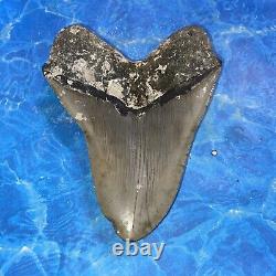 Megalodon Shark Tooth 5.58'' Huge Teeth Meg Scuba Diver Direct Fossil Nc 8924