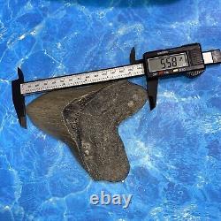 Megalodon Shark Tooth 5.58'' Huge Teeth Meg Scuba Diver Direct Fossil Nc 8924