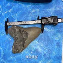 Megalodon Shark Tooth 5.58'' Huge Teeth Meg Scuba Diver Direct Fossil Nc 8924