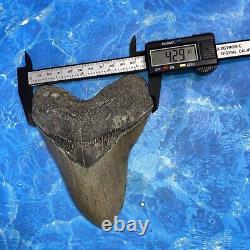 Megalodon Shark Tooth 5.58'' Huge Teeth Meg Scuba Diver Direct Fossil Nc 8924