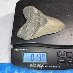 Megalodon Shark Tooth 5.58'' Huge Teeth Meg Scuba Diver Direct Fossil Nc 8924