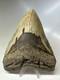 Megalodon Shark Tooth 5.58 Inch Huge Colorful Fossil Authentic Rare 16620