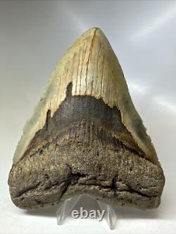Megalodon Shark Tooth 5.58 inch Huge Colorful Fossil Authentic Rare 16620