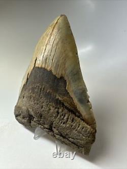 Megalodon Shark Tooth 5.58 inch Huge Colorful Fossil Authentic Rare 16620
