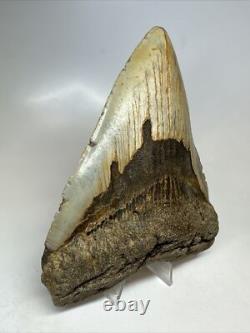 Megalodon Shark Tooth 5.58 inch Huge Colorful Fossil Authentic Rare 16620