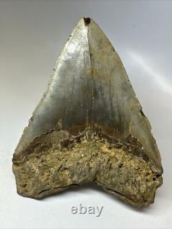 Megalodon Shark Tooth 5.58 inch Huge Colorful Fossil Authentic Rare 16620