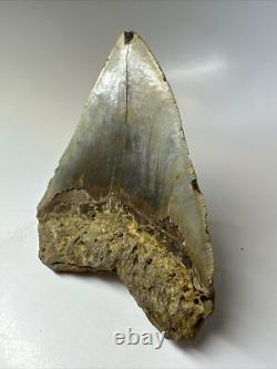 Megalodon Shark Tooth 5.58 inch Huge Colorful Fossil Authentic Rare 16620