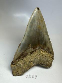 Megalodon Shark Tooth 5.58 inch Huge Colorful Fossil Authentic Rare 16620
