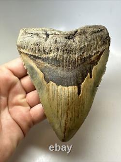 Megalodon Shark Tooth 5.58 inch Huge Colorful Fossil Authentic Rare 16620