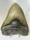 Megalodon Shark Tooth 5.59 Beautiful Authentic Real Fossil 7341