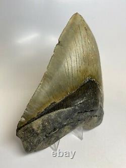 Megalodon Shark Tooth 5.59 Beautiful Authentic Real Fossil 7341