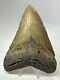Megalodon Shark Tooth 5.59 Big Beautiful Fossil Authentic 18113