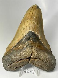 Megalodon Shark Tooth 5.59 Huge Natural Fossil Real 9982