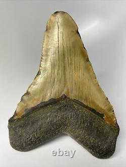 Megalodon Shark Tooth 5.59 Huge Natural Fossil Real 9982