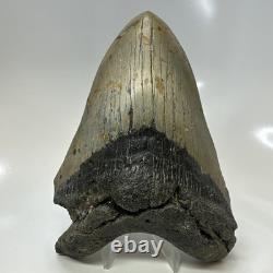 Megalodon Shark Tooth 5.59 Inch Authentic Natural Fossil Huge Rare 20687