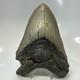 Megalodon Shark Tooth 5.59 Inch Authentic Natural Fossil Huge Rare 20687