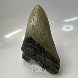 Megalodon Shark Tooth 5.59 Inch Authentic Natural Fossil Huge Rare 20687