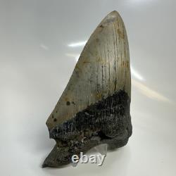 Megalodon Shark Tooth 5.59 Inch Authentic Natural Fossil Huge Rare 20687