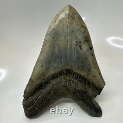 Megalodon Shark Tooth 5.59 Inch Authentic Natural Fossil Huge Rare 20687