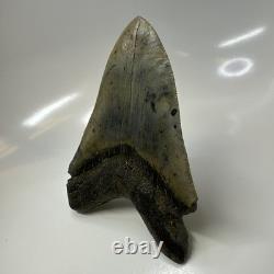 Megalodon Shark Tooth 5.59 Inch Authentic Natural Fossil Huge Rare 20687