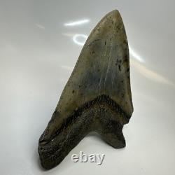 Megalodon Shark Tooth 5.59 Inch Authentic Natural Fossil Huge Rare 20687