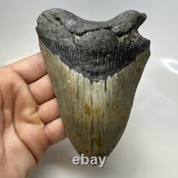 Megalodon Shark Tooth 5.59 Inch Authentic Natural Fossil Huge Rare 20687