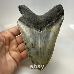Megalodon Shark Tooth 5.59 Inch Authentic Natural Fossil Huge Rare 20687