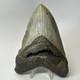 Megalodon Shark Tooth 5.59 Inch Beautiful Authentic Fossil Natural 20276