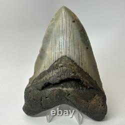 Megalodon Shark Tooth 5.59 Inch Beautiful Authentic Fossil Natural 20276