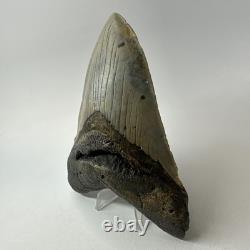 Megalodon Shark Tooth 5.59 Inch Beautiful Authentic Fossil Natural 20276