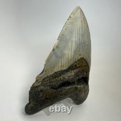 Megalodon Shark Tooth 5.59 Inch Beautiful Authentic Fossil Natural 20276