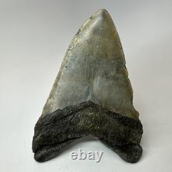 Megalodon Shark Tooth 5.59 Inch Beautiful Authentic Fossil Natural 20276