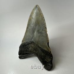 Megalodon Shark Tooth 5.59 Inch Beautiful Authentic Fossil Natural 20276