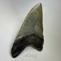 Megalodon Shark Tooth 5.59 Inch Beautiful Authentic Fossil Natural 20276